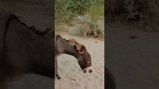 Donkey #ghadha #ytshorts #shortsfeed #viarlvideo