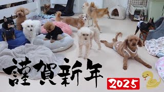 明けましておめでとうございます。　🐶ひみつきちなう！①🐶  2025年1月1日