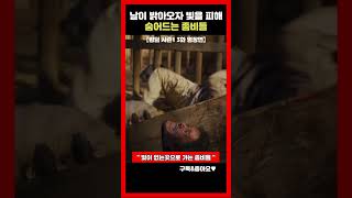 빛을 피해서 숨어드는 좀비들 【킹덤 시즌1 3화 명장면】 #shorts