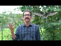 നിപ്പയുള്ള വവ്വാൽ ചാവാത്തതെന്ത് connection between fruit bats and nipah virus nipahvirus zoonotic