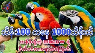 အမေဇုန်သစ်တောနက်ကြီးထဲမှာကျက်စားနေထိုင် တဲ့အရောင်အရည်သွေးစုံလင်လှတဲ့macaw