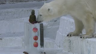 シロクマイっちゃんに氷柱プレゼント💗飼育員さん説明入り【天王寺動物園】