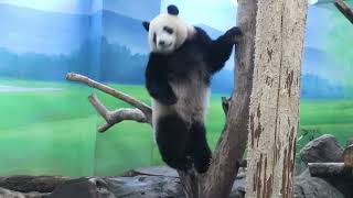 20220121 為拍圓仔捨圓寶 彪爸放食沒拍到(午餐) Giant Panda Yuan Yuan \u0026 Yuan Bao