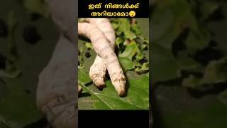 ഈ പുഴുക്കൾ🐛എങ്ങനെയാണ് പട്ടുനൂൽ🥻 നെയ്യുന്നതെന്ന്😯നിങ്ങൾക്കറിയാമോ🤷‍♀️ #malayalamfacts#shorts