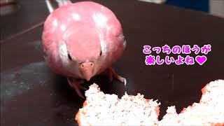 アキクサインコのモモちゃん　みかんよりみかんの皮が好き～(;'∀') Bourke's parrot (Momo-chan)