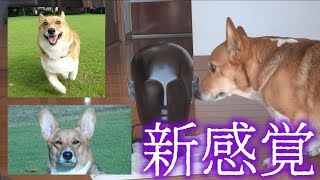 ASMR / 犬が皆さんをくんくんします