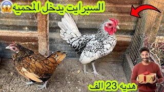 جبتلكم هديه🎁ديج 🐓ودجاجه 🐔سبرايت🙉بعت بيض🥚للمتابعين🥰