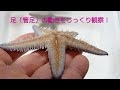 ヒトデ　無数の足！　starfish　sea star　तारा मछली　समुंद्री तारा　ปลาดาว　sao biển　estrella de mar　estrela do mar