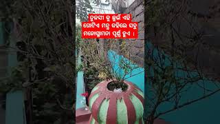 ତୁଳସୀ କୁ ଛୁଇଁ ଏହା କୁହନ୍ତୁ ପୂର୍ଣ୍ଣ ହେବ ମନସ୍କାମନା  #shorts #viralvideo #trending #shortsfeed #nitibani