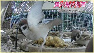 【庭の鳥の日常】(24,12,07) 朝の冷え込みが　更に激しくなった