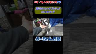 真夜中のフレンチブルドッグ『ぶーちゃん日記』 #dog  #フレンチブルドッグ  #frenchbulldog #ペット #犬のいる暮らし