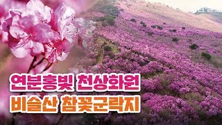 '연분홍빛 천상화원' 달성군 비슬산 참꽃군락지 | 영남일보