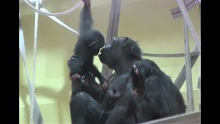 リュウ家族と双子ガール  249  Ryu family \u0026 twin girls  chimpanzee