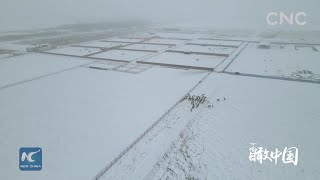 China From Above| Przewalski's horses in Xinjiang