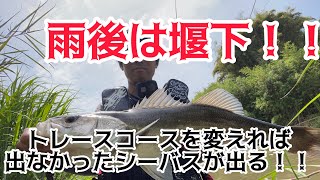 【梅雨】雨後の増水は堰下【シーバス】！！ トレースコースが違えば魚は出る！！