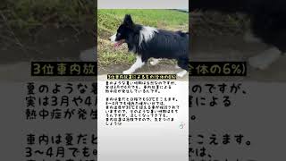 犬が熱中症になる原因　ワースト3