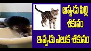 The rat and the superstition | అప్పుడు పిల్లి శకునం.. ఇప్పుడు ఎలుక శకునం| Great Telangana TV