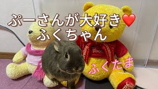 ぷーさんが大好きなふくちゃん　 #うさぎ　#rabbit   #可愛い　#癒し