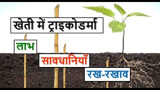 खेती में ट्राइकोडर्मा के लाभ  व प्रयोग में सावधानियाँ | Trichoderma benefits and precautions in use