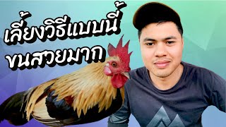 เลี้ยงไก่ให้ขนสวยและเชื่องต้องทำแบบนี้