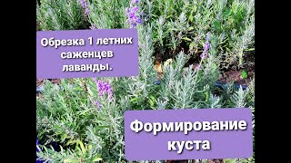 Правильная обрезка и формирование куста на 1 летних саженцах лаванды.