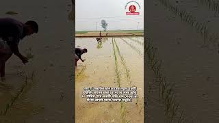 লাইন লোগো পদ্ধতি কি? #paddy #boro  #cultivation