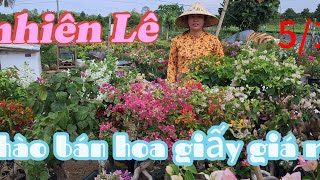 5/11 nhà vườn Chào bán hoa giấy ghép giá mềm từ 130k chốt cây liên he 0399223080 nhiên