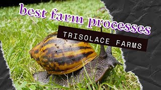 Best Farm Practices Trisolace farms Ghana