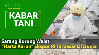 Sarang Burung Walet, “ Harta Karun” Ekspor RI Terbesar Di Dunia