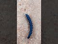 lovely Millipede #short