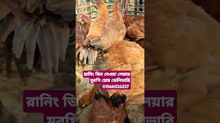 রানিং ডিম দেওয়া লেয়ার মুরগি পাইকারি মূল্যে সারা বাংলাদেশে হোম ডেলিভারি নিন।#লেয়ার_মুরগি #khulna