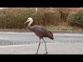 【野鳥撮影旅行】鹿児島県出水市で、感動の新年を迎える。