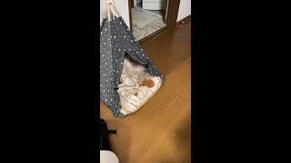 【関西弁でしゃべる犬】寝てる犬を覗いてみる #81 [Dog talking in Kansai dialect] Look into the sleeping dog  #shorts