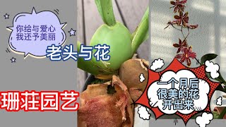 珊荘园艺 (015) 文心系列四 给没有生机的兰花老头一个重生的机会,我养的老芦头开花了