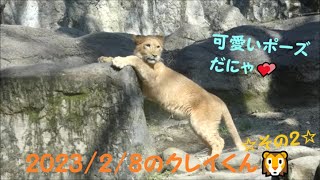 【ライオン】2023/2/8のクレイくん🦁その2　とべ動物園