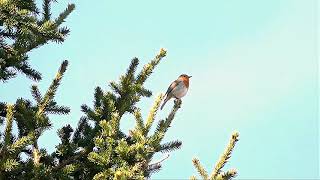 European robin - Punarinta - Rouge-gorge (Erithacus rubecula) / OULU (FIN) 24.4.2019