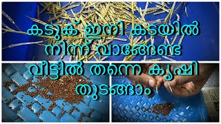 കടുക്‌ പൊട്ടിക്കുന്നത്‌ എങ്ങനെയെന്ന് കണ്ടാലോ || കടുക്‌ കൃഷി || Mustard harvesting