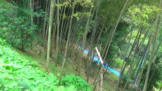 竹林　秋の自然　　Bamboo grove Autumn nature