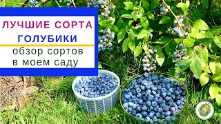 Как выбрать сорт голубики// Обзор лучших  и самых вкусных сортов// Мои фавориты