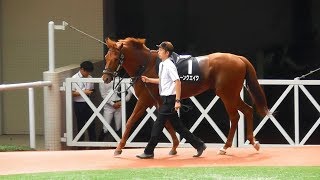 ムーンクエイク、甲東特別1着のパドック。現地映像、阪神競馬場