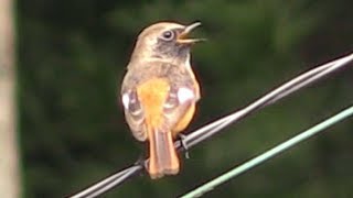 【野鳥動画】 今年も日本に来たジョウビタキ（オス）が鳴いている。