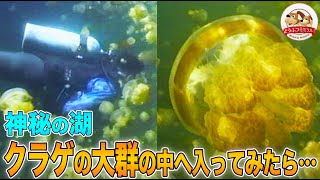 【神秘】パラオの湖にはオレンジ色に輝くクラゲの大群がいた！特別許可を得て数百万匹ともいわれる群の中に入ってみたら…【どうぶつ奇想天外／WAKUWAKU】