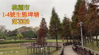 2023 -1桃園1~4號生態埤塘 落羽松