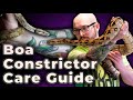 Boa Constrictor Care Guide 2022 | Everything You Need To Know!