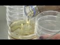 Basic Techniques in Microbiology - Solid media Agarplates