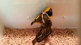 Yellow Bishop Weaver For Sale