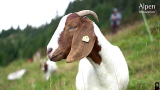 Geissen / Ziegen, die wertvollen Helfer auf der Alp von Familie Vieli - Teil 3 - \