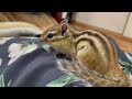 紳士になったシマリス ロンくん　chipmunk ron who became a gentleman