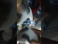 penampakan makhluk halus sianghari#cat#viralvideo#kucingkampunglucu#kucing#kucingkampung#catshorts