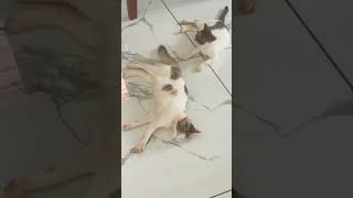 നിനക്ക് ദേഷ്യം വരുന്നുണ്ടോടാ  പറയടാ 😬 #funny #cat #shortsfeed #youtubeshorts